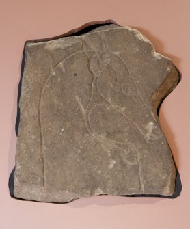 Ardross 2. View of Pictish symbol stone fragment (available light)