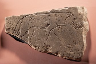 Ardross 1. View of Pictish symbol stone fragment (peripheral flash)