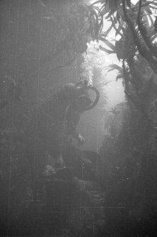 Moving stones by bucket during the excavation of Gulley A. Note the dynamic motion indicated by the waving kelp fronds