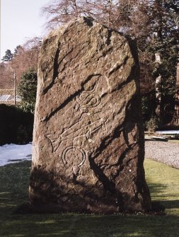 Pictish cross slab in manse garden, view of east (back) face (sunlight)