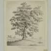 Drawing showing larch tree.
