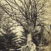 View of tree and seated man.
Titled: 'Tree at Ellon Castle, the old Laird.'
PHOTOGRAPH ALBUM NO 4: INNES OF COWIE ALBUM