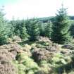 Watching brief, Area site 67, Clashindarroch Windfarm, Aberdeenshire