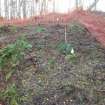 Archaeological evaluation, Trench 2, pre-excavation, Keir Wood Fort, Fife