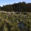 Walkover Survey photograph, Stone farmstead building (site 1), Totachocaire Farm Woodland Planting, Dunvegan, Highland