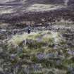 Walkover Survey photograph, Possible shieling site (site 7j), Totachocaire Farm Woodland Planting, Dunvegan, Highland