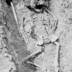 Digital copy of view grave I of child with iron spear next to skull, excavations by Brian Hope-Taylor 1948-49.
Digital image only