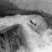 Sea trout negotiating temporary fish pass.