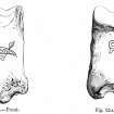 Digital image of front and back of phalangial bone of ox from Broch of Burrian, now in the National Museums of Scotland. Allen and Anderson, 1903, p.26, figs 22 and 22A.