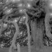Detail of yew tree.