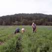 Fieldwalking at Garvald Burn