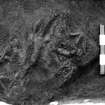 Excavation photograph : trench V - feature EDE, charcoal and burnt soil (close up)