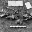 Excavation photograph: area X/H - semi articulated bovine spine with ashy clay layer.