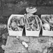 Yester, St Bathan's Chapel (Yester Chapel): Excavation photograph - Boxes of bones