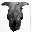 Post ex photograph :Domestic ox "bos taurus brachyceros" cranium.  Celtic shorthorn found in Britian from the Bronze Age owards.  Female, dorsal and ventral views.