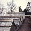 View of glasshouse range.