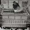 Photographic copy  showing unloading cotton linters into machine in Nitro-cotton department