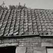 Detail of outbuilding roof pantiles.