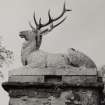 Duntrune Castle, Farm Steading.
Detail of sculptured stag on gate-pier.