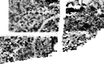Greyscale image of processed geophysical (fluxate gradiometry) survey results.