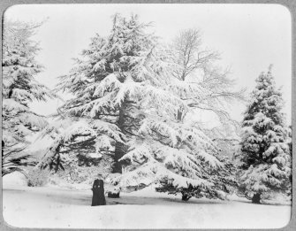 View of woman in front of snow covered tree, Inchrye Abbey