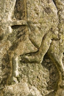 Churchyard. Pictish cross slab. NW Face. Detail.
