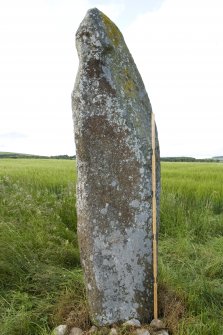 View of stone with scale