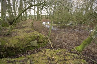 Mill Pond. View of silted-up mill pond.