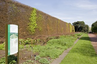 Demonstration gardens. Beech hedge from south west