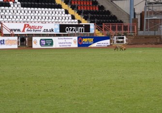 View showing the "Love Street fox" on the pitch at St Mirren Park