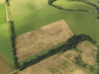 Oblique aerial view of the cropmarks of the barrows, pits and enclosure, taken from the S.