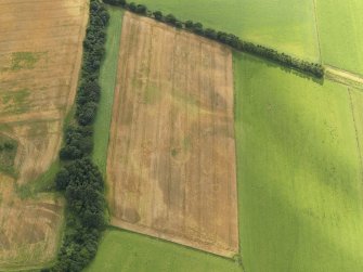 Oblique aerial view of the cropmarks of the barrows, pits and enclosure, taken from the N.