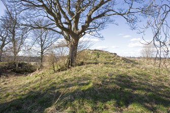 View of mound on the NW corner of Henry VIII fort with external ditch to W