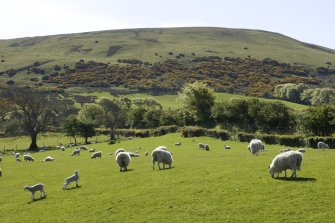 'Accidental sheep'. View from S