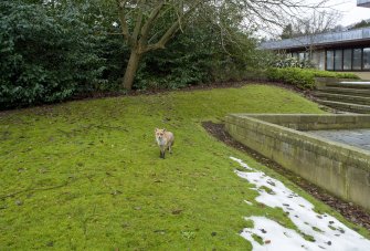 View of fox in S gardens.