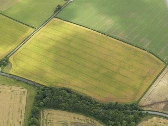 Oblique aerial view of the cropmarks of the settlement, taken from the WNW.