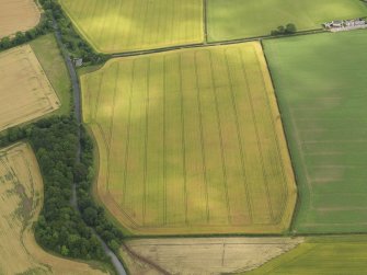 Oblique aerial view of the cropmarks of the settlement, taken from the WSW.