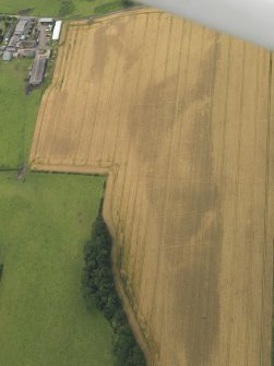 General oblique aerial view of the cropmarks of the enclosures, taken from the ENE.