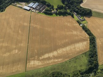 Oblique aerial view of the cropmarks of the pits, barrows, enclosure, track and field drain, taken from the N.