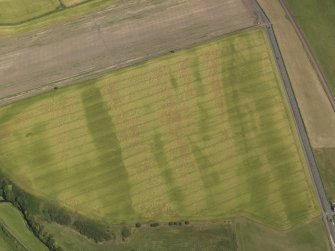 Oblique aerial view of the cropmarks of the barrow and possible field boundary, taken from the W.