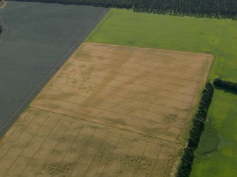 Oblique aerial view of the cropmarks of the rig and furrow and the unenclosed settlement, taken from the WNW.