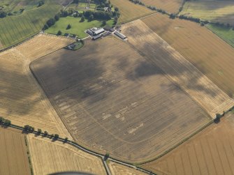Oblique aerial view of the cropmarks of the enclosure at Old Montrose, taken from the WNW.