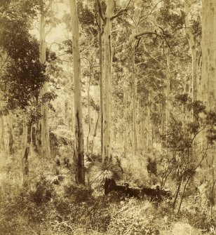 View of loggers and horses in forest, probably near Karridale, south west Australia.  There is a 'K' in the bottom right of the image possibly originally saying Karridale as in other photographs in the album. The trees are native Karri trees found in the area.

