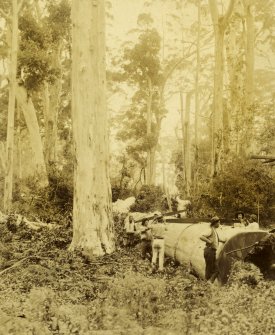 View of loggers felling a tree in a forest, probably near Karridale, south west Australia. The trees are native Karri trees.