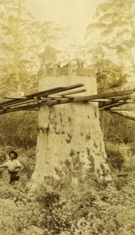 View of logger felling a tree in forest, probably near Karridale, south west Australia. The trees are native Karri trees.

