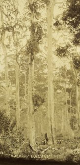 View of loggers in forest, probably near Karridale, south west Australia. Titled: 'King Karri, 242 ft x 40 ft'

