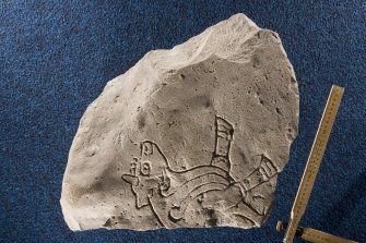 View of fragment of stone slab, Burghead no 6, showing incised bull (with scale)