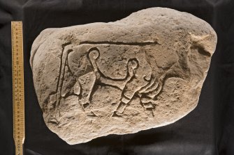 View of slab with incised bull (Burghead no. 2, with scale)