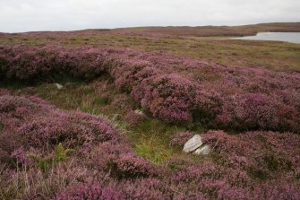 View of field bank exposed in peat cutting.