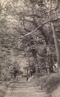 View of track through trees in Dunrobin Woods.